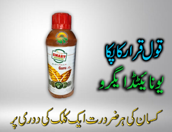Guru Plus