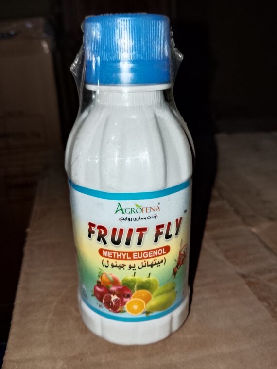 FRIUT FLY