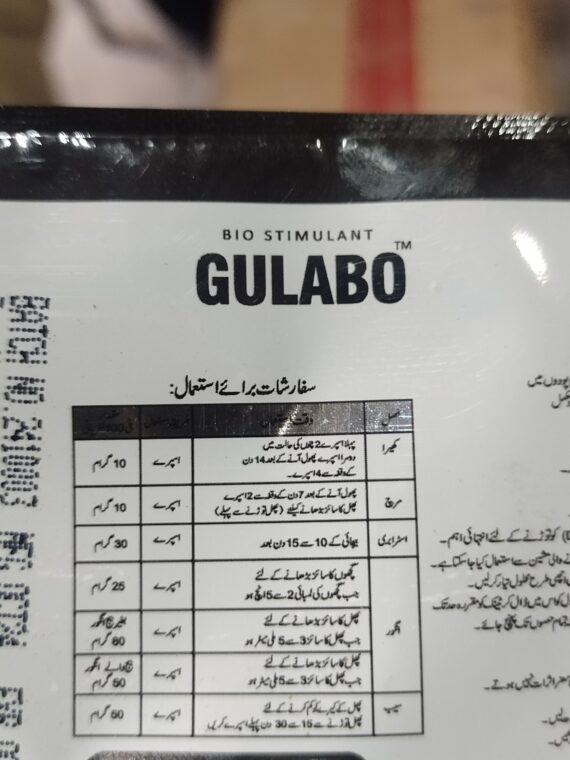GULABO - Image 2