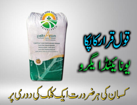 Peat Moss