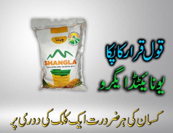 SHANGLA