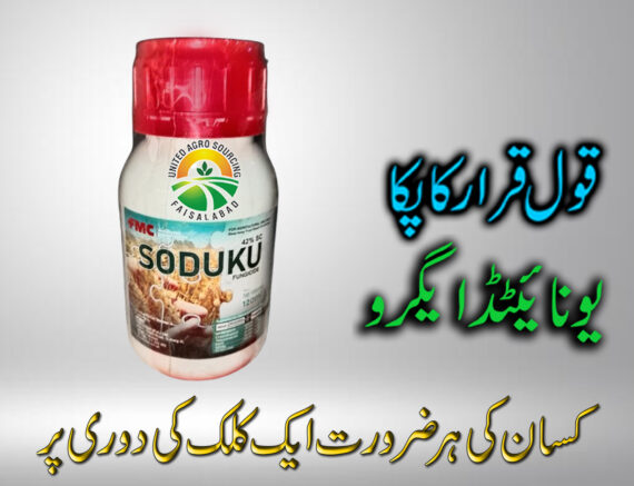 Soduku