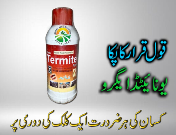 Termite