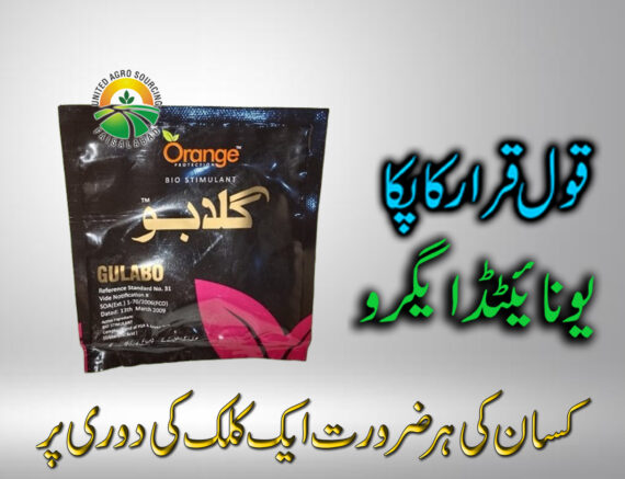 GULABO