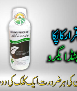 Amino LG 1 Liter (613)