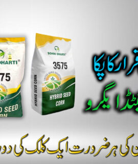 Sohni Dharti Corn Seed 3575
