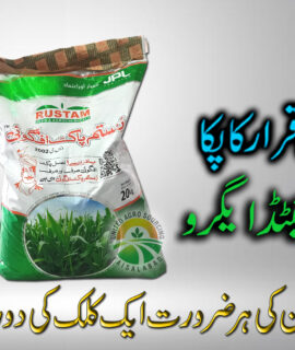 Rustam Pak Afgoi (670)