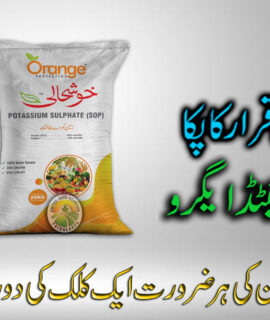 Khushali (SOP) (799)
