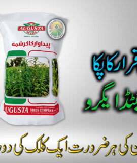 Agusta Sesame Seeds (819)