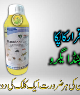 Maradona (1 Liter) (812)