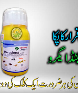 Maradona (250 Ml) (813)