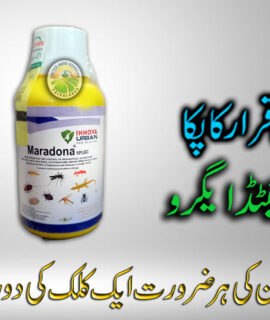 Maradona (100 Ml) (814)