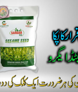 Sardar Seasame Seeds (820)