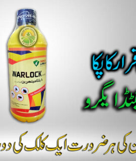 Warlock (1 Liter) (815)