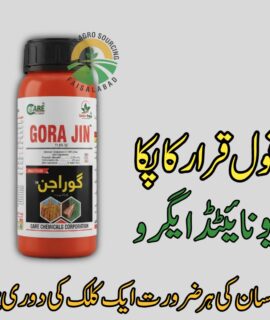 Gora Jin (900)